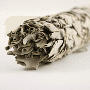 Smudge Salvia