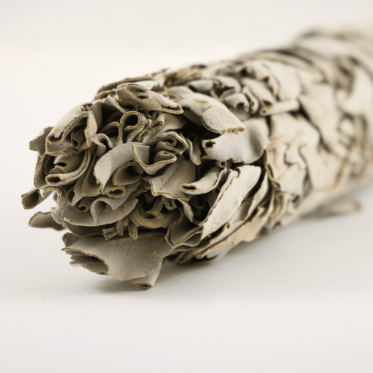 Smudge Salvia Dettaglio